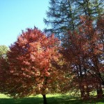 bushytree