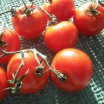sunroomtomatos