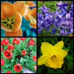 Picnikcollage