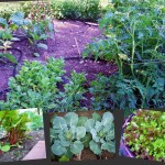 Picnikcollageupdategarden