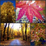 Picnikcollage-13