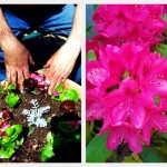 Picnikcollage-14