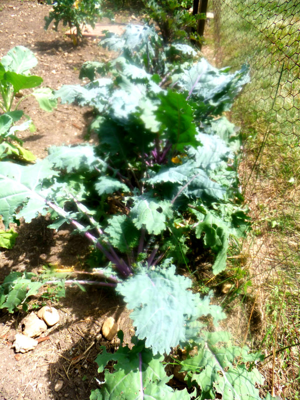 garden kale