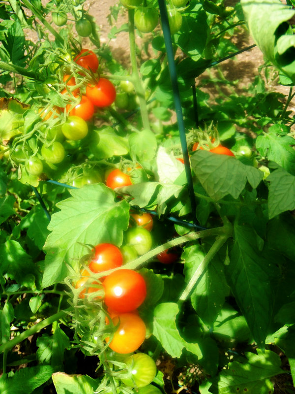 garden tomatoes