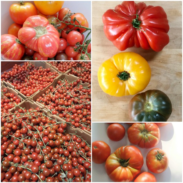 summer tomatoes