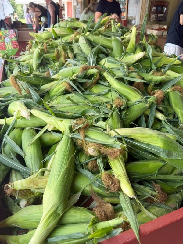 corn pile
