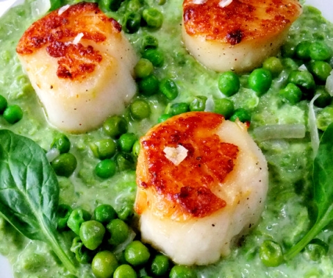 seared scallops with pea puree